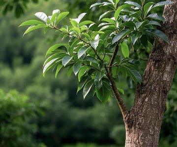 Incense Material come from nature itself