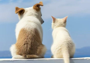 is incense bad for dogs or cats