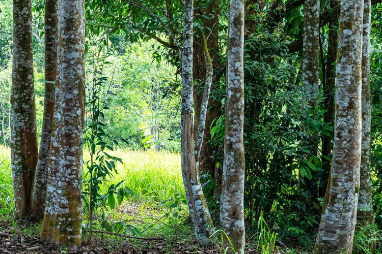 What Is Oud Fragrance? | The Sacred Scent of the East