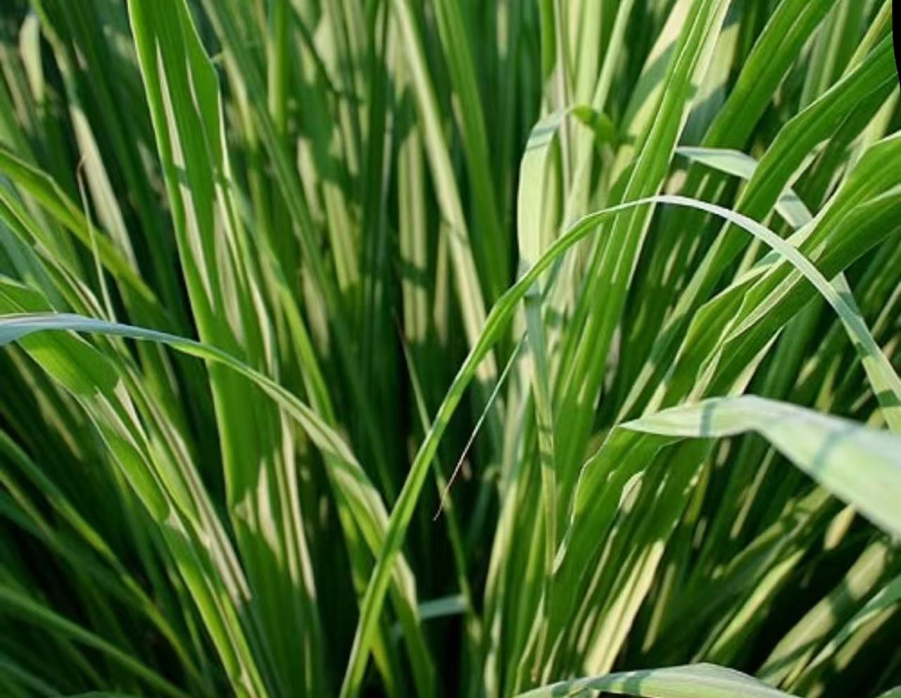lemongrass or cintronella